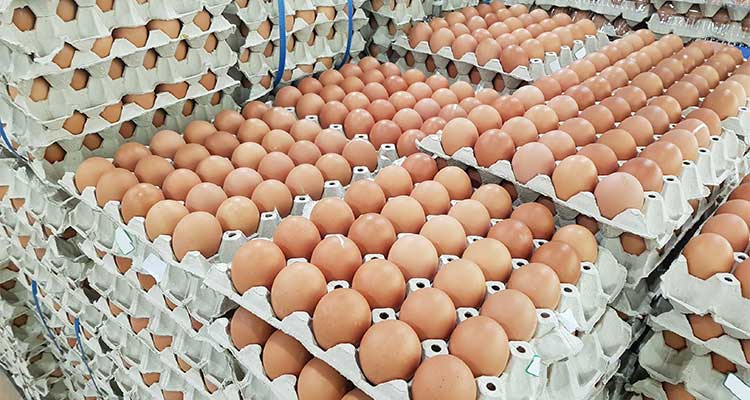 Egg Wholesale Business