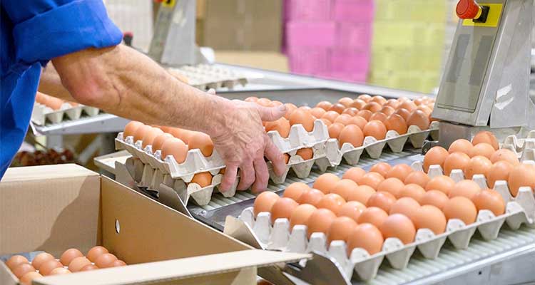 How Can I Start An Egg Distribution Business